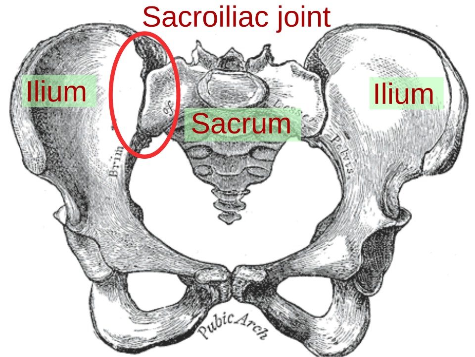 Anatomy illustration showing the sacroiliac joint between the sacrum and ilium